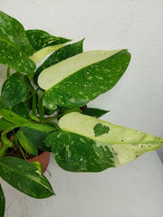 Philodendron Jose Buono