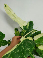 Philodendron Jose Buono