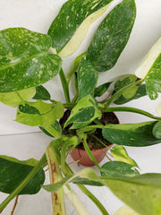 Philodendron Jose Buono