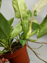 Philodendron Jose Buono