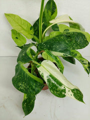 Philodendron Jose Buono