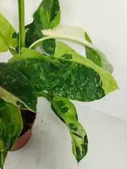 Philodendron Jose Buono