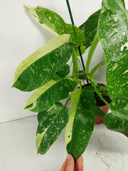 Philodendron Jose Buono