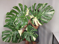 Monstera Thai Constellation XXL