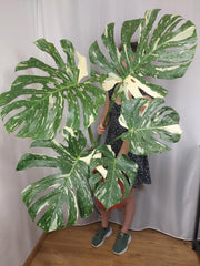 Monstera Thai Constellation XXL