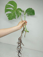 Monstera Stecklingsmix