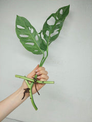 Monstera Stecklingsmix