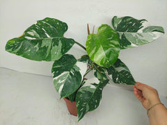 Philodendron White Princess