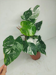 Philodendron White Princess