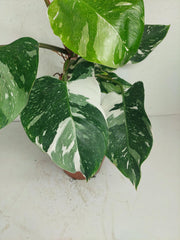 Philodendron White Princess