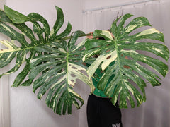 Monstera Thai Constellation XXL Steckling