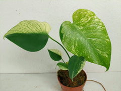 Monstera Jungle Mint