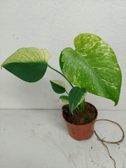Monstera Jungle Mint
