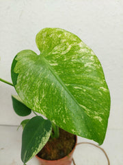 Monstera Jungle Mint