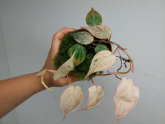 Philodendron Micans Pink Variegata