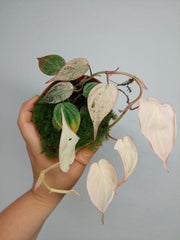 Philodendron Micans Pink Variegata