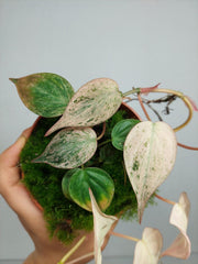 Philodendron Micans Pink Variegata