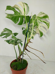 Monstera Variegata