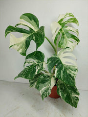 Monstera Variegata