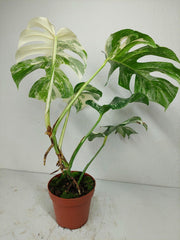 Monstera Variegata