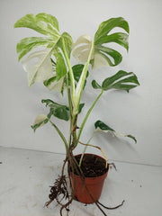 Monstera Variegata