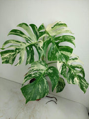 Monstera Variegata