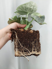 Alocasia Melo (Rhizom / Bulbe)