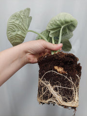 Alocasia Melo (Rhizom / Bulbe)