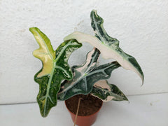 Alocasia Nobilis Pink Variegata