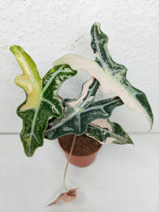 Alocasia Nobilis Pink Variegata