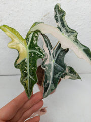 Alocasia Nobilis Pink Variegata