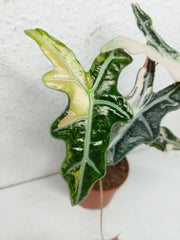 Alocasia Nobilis Pink Variegata