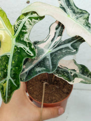 Alocasia Nobilis Pink Variegata