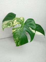 Monstera Jungle Mint