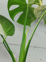 Monstera Jungle Mint