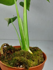 Monstera Jungle Mint