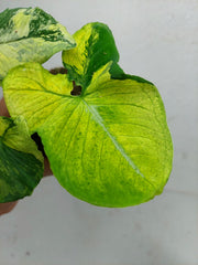 Syngonium Scrambled Eggs