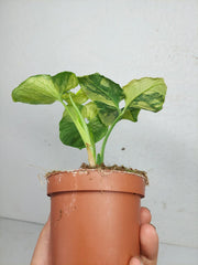 Syngonium Scrambled Eggs