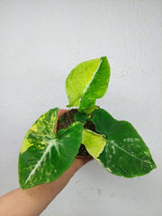 Syngonium Scrambled Eggs