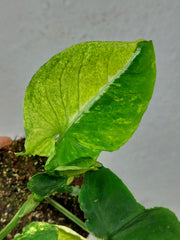 Syngonium Scrambled Eggs