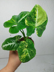 Syngonium Scrambled Eggs
