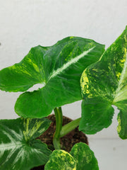 Syngonium Scrambled Eggs