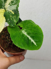 Syngonium Scrambled Eggs