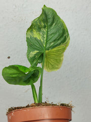 Syngonium Scrambled Eggs