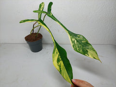 Philodendron Joepii Variegata