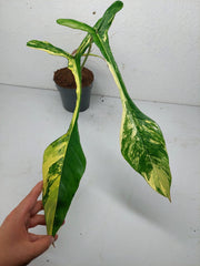 Philodendron Joepii Variegata