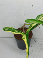 Philodendron Joepii Variegata