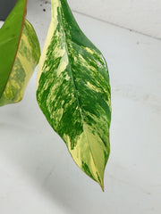 Philodendron Joepii Variegata