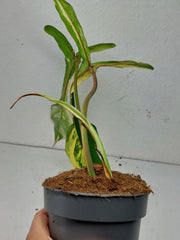 Philodendron Joepii Variegata