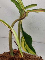 Philodendron Joepii Variegata